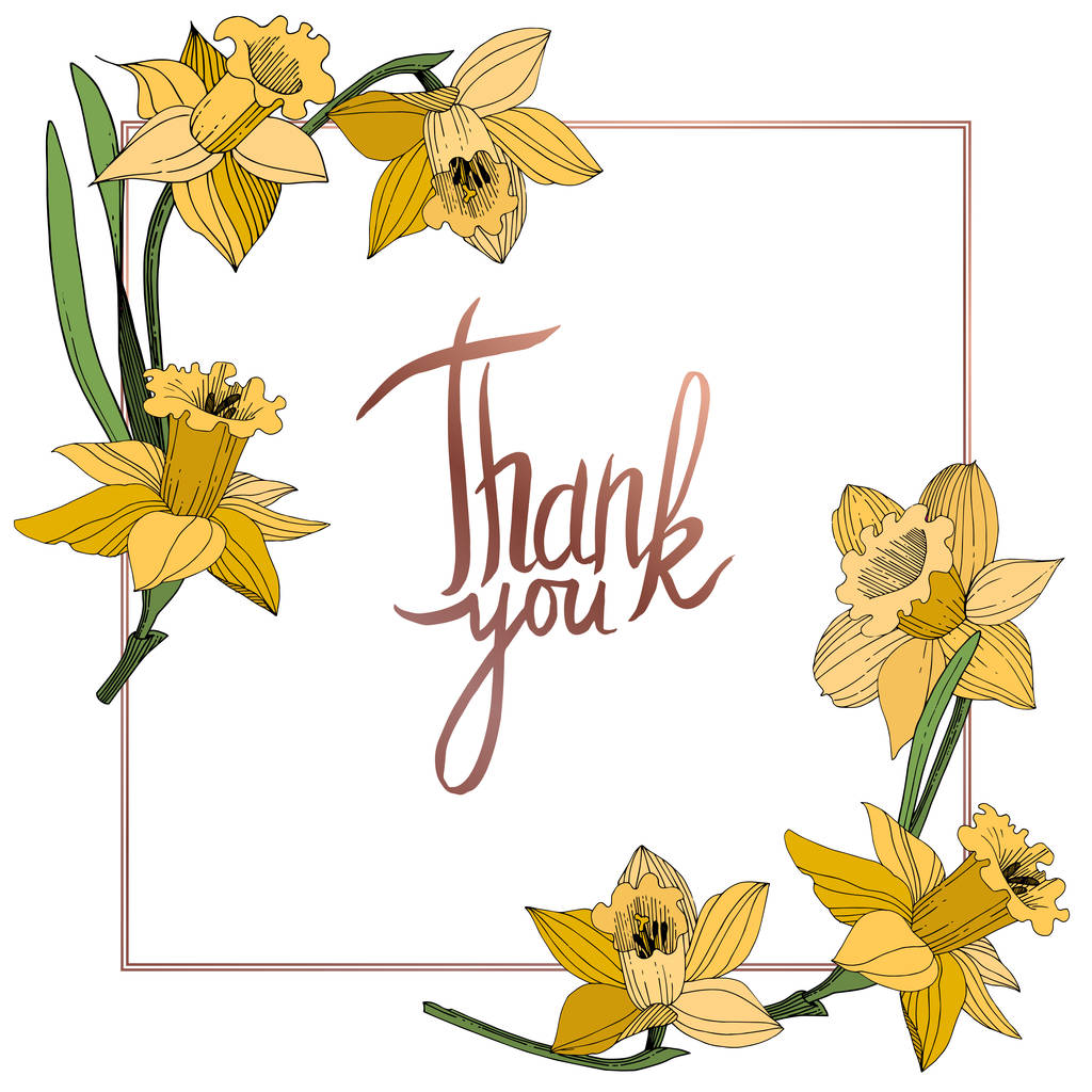 Vector Yellow Narcissus floral botanical flower. Wild spring leaf wildflower isolated. Egraved ink art. Frame border ornament square. - Vector, Image