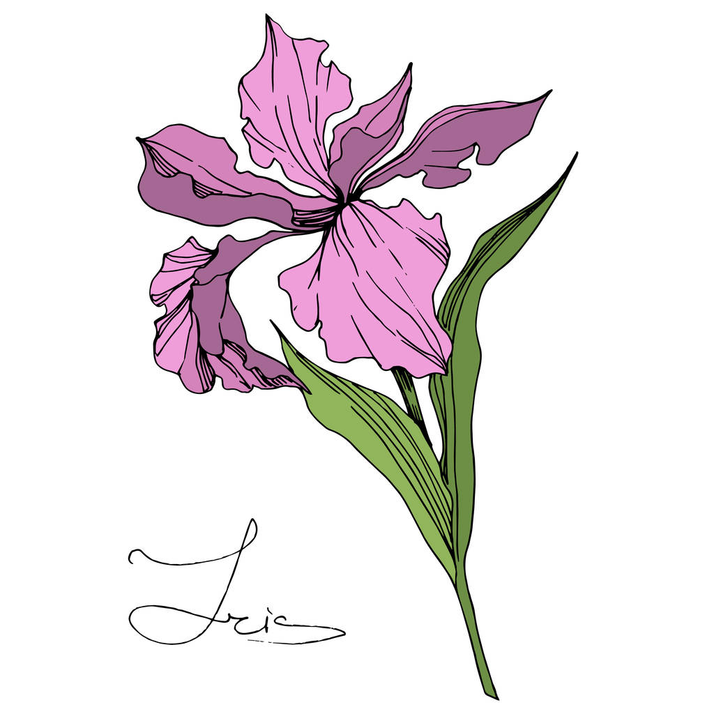 Vektor rózsaszín Iris elszigetelt fehér. Vésett tinta art. Elszigetelt iris ábra elem fehér háttér. - Vektor, kép