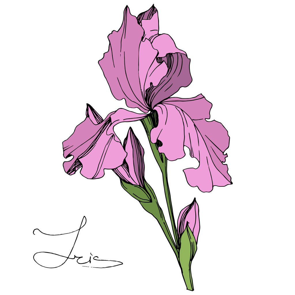Vector Pink Iris aislado en blanco. Arte de tinta grabada. Elemento de ilustración de iris aislado sobre fondo blanco
. - Vector, Imagen