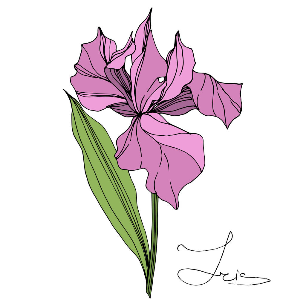 Vector Pink Iris isolated on white. Engraved ink art. Isolated iris illustration element on white background. - Vector, Image
