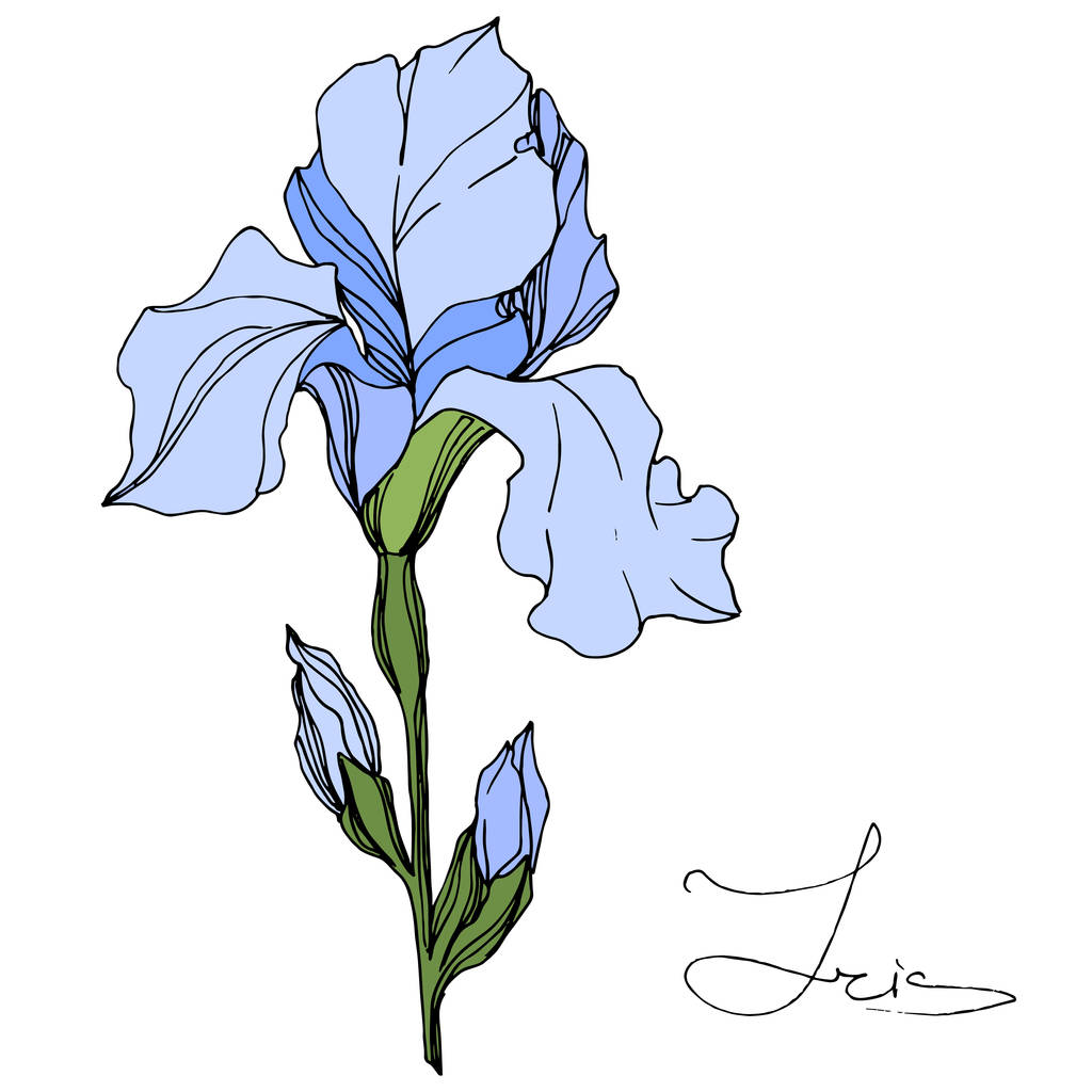 Vector Blue Iris isolado em branco. Arte de tinta gravada. Iris isolado elemento ilustração sobre fundo branco
. - Vetor, Imagem