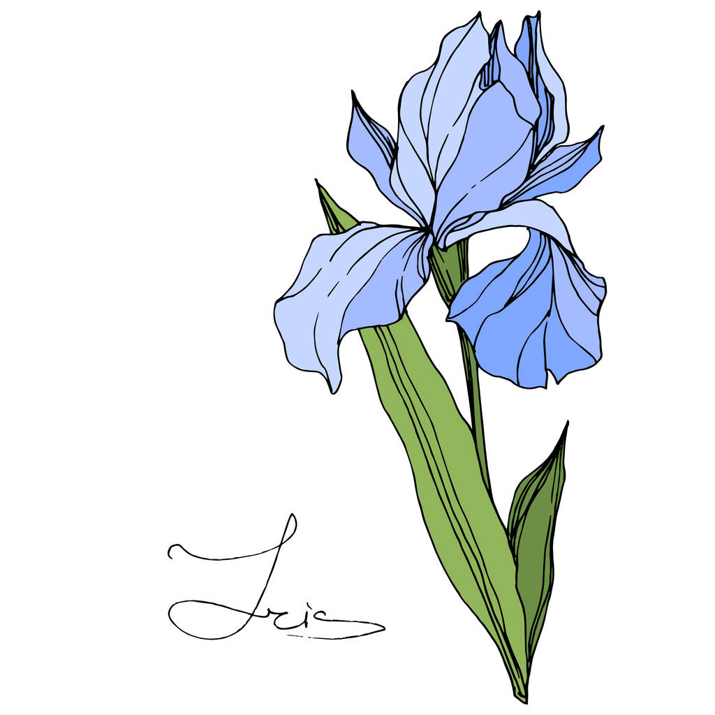 Vector Iris azul aislado en blanco. Arte de tinta grabada. Elemento de ilustración de iris aislado sobre fondo blanco
. - Vector, imagen