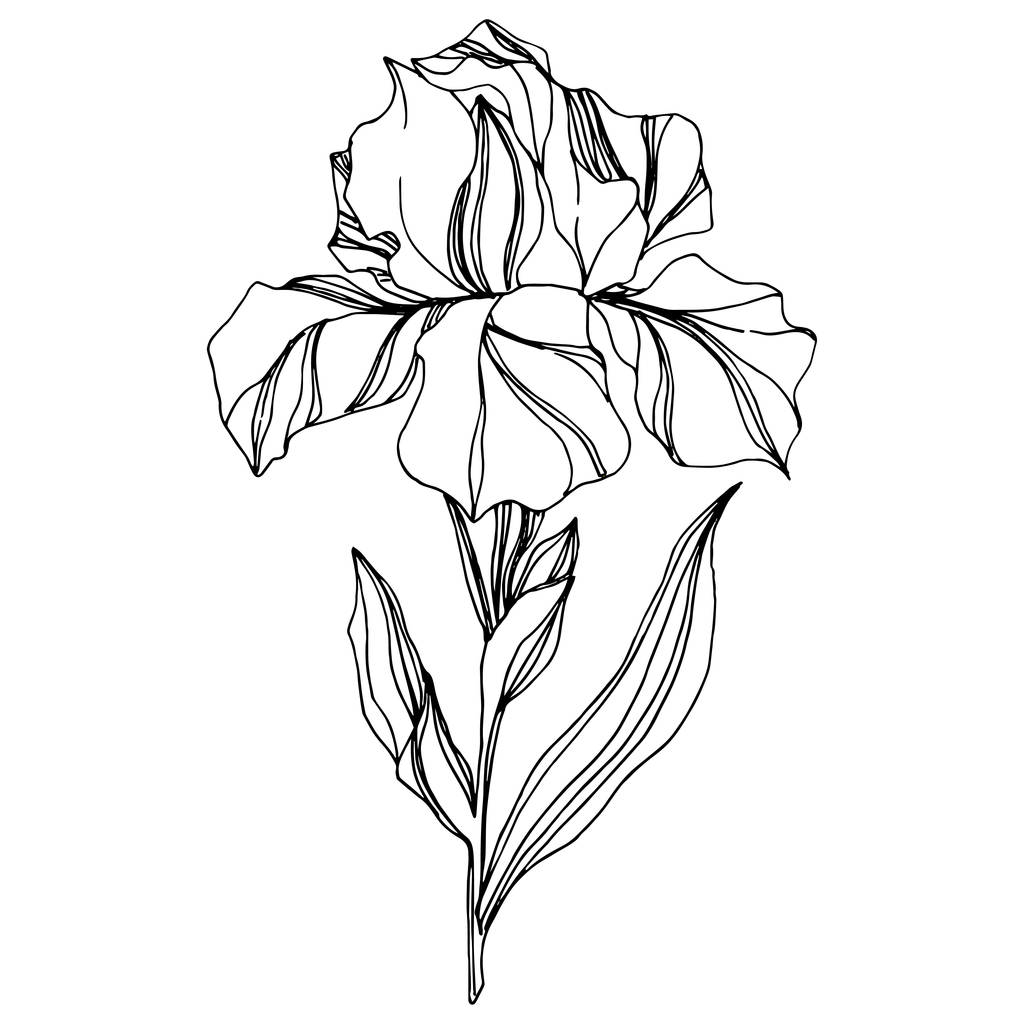 Wektor Iris kwiatowy kwiat botaniczny. Dziki wiosenny liść odizolowany. Czarno-biała grawerowana sztuka tuszu. Izolowany element ilustracji tęczówki na białym tle. - Wektor, obraz