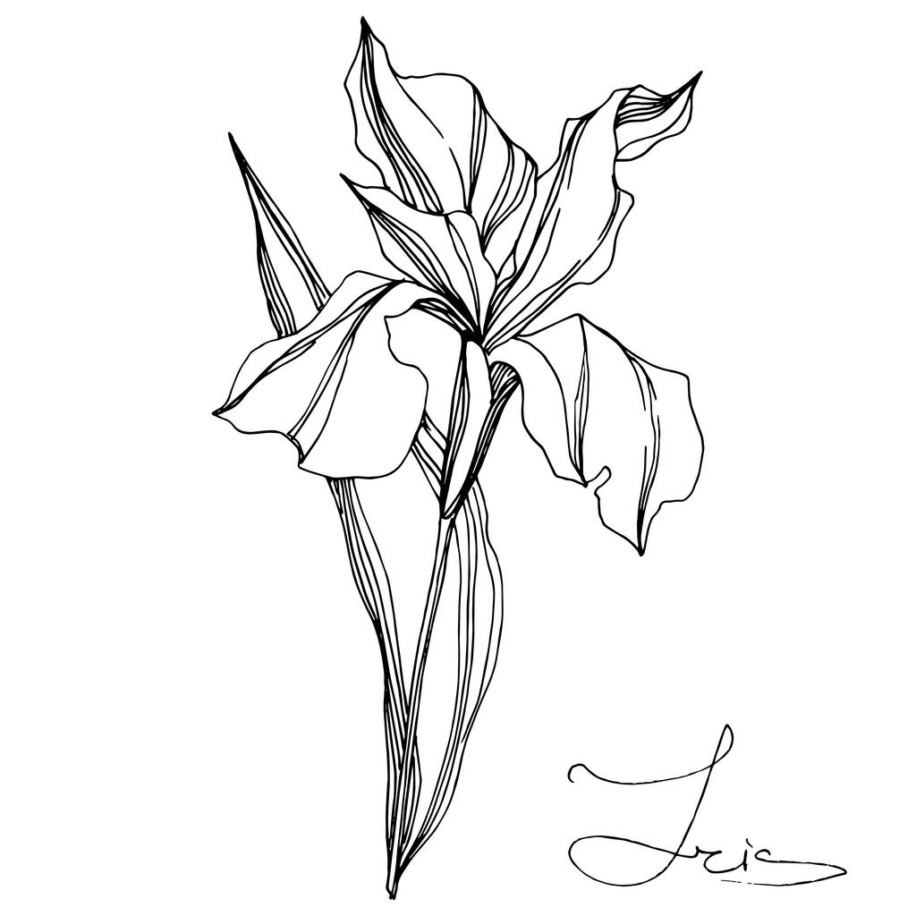 Vektör Iris çiçekli botanik çiçeği. Vahşi bahar yapraklı kır çiçeği izole edilmiş. Siyah beyaz işlemeli mürekkep sanatı. Beyaz arkaplanda yalıtılmış iris illüstrasyon ögesi. - Vektör, Görsel