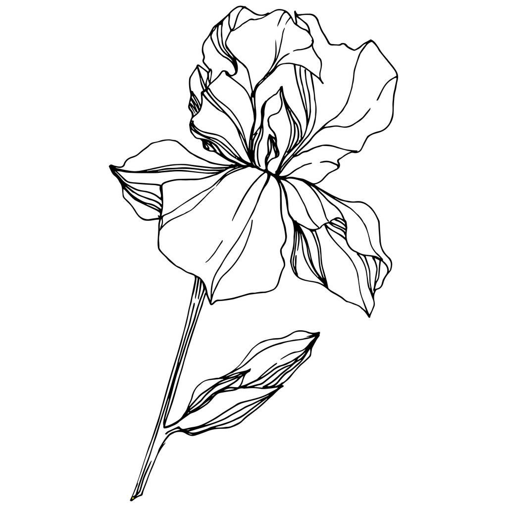 Vektorová květinová botanická květina Iris. Divoký jarní list volně žijících květin izolován. Černobílý rytý inkoust. Izolovaný duhovka ilustrační prvek na bílém pozadí. - Vektor, obrázek