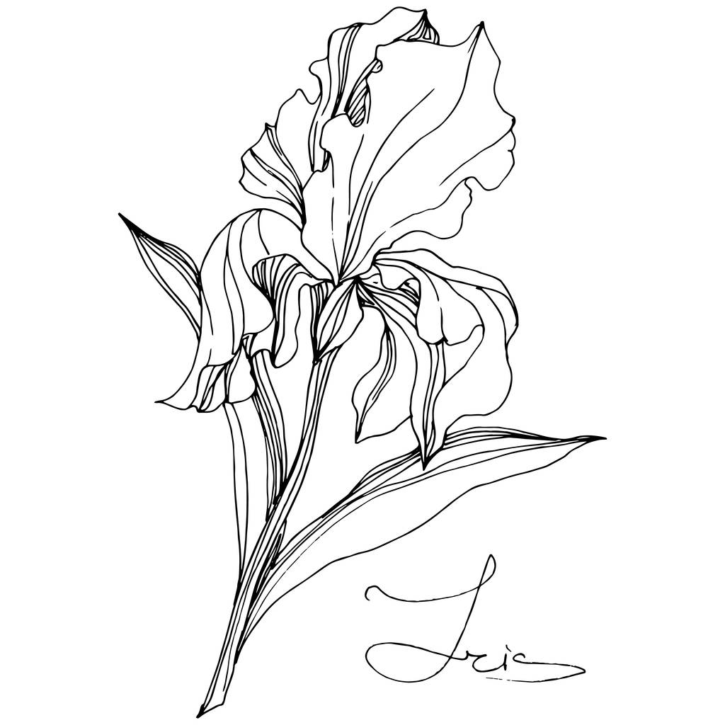 Vektör Iris çiçekli botanik çiçeği. Vahşi bahar yapraklı kır çiçeği izole edilmiş. Siyah beyaz işlemeli mürekkep sanatı. Beyaz arkaplanda yalıtılmış iris illüstrasyon ögesi. - Vektör, Görsel
