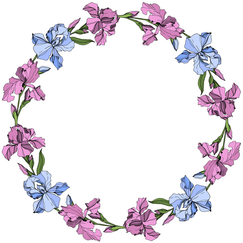 Vecteur Fleur botanique florale iris rose et bleu. Feuille sauvage de printemps fleur sauvage isolée. Encre gravée. Cadre bordure ornement carré
. - Vecteur, image