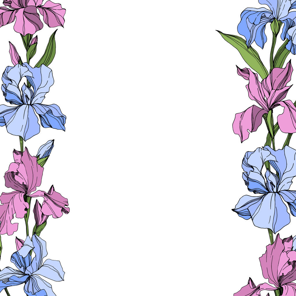 Vektorrosa und blaue Blume der Iris, botanische Blume. wildes Frühlingsblatt Wildblume isoliert. Tuschebilder. Rahmen Rand Ornament Quadrat. - Vektor, Bild