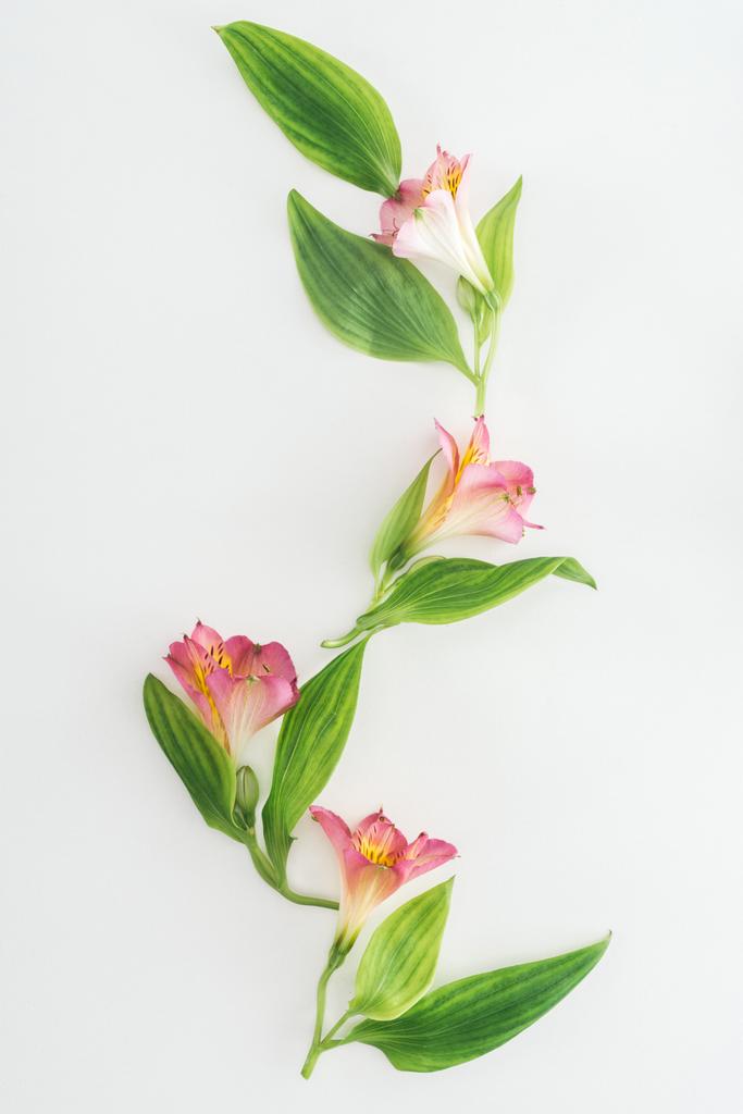 pohled shora kompozice s růžovými květy a zelenými listy na bílém pozadí - Fotografie, Obrázek