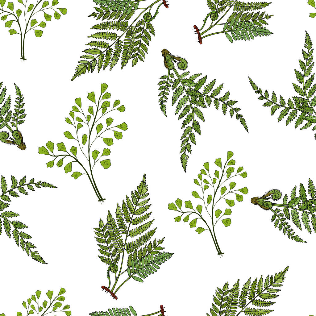 さまざまなシダ植物とシームレスなパターン - ベクター画像