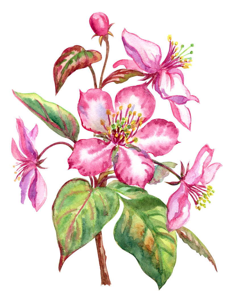 rote Apfelblüten blühen im Frühling Aquarell Zeichnung auf weißem Hintergrund, isoliert mit Clipping Pfad. - Foto, Bild