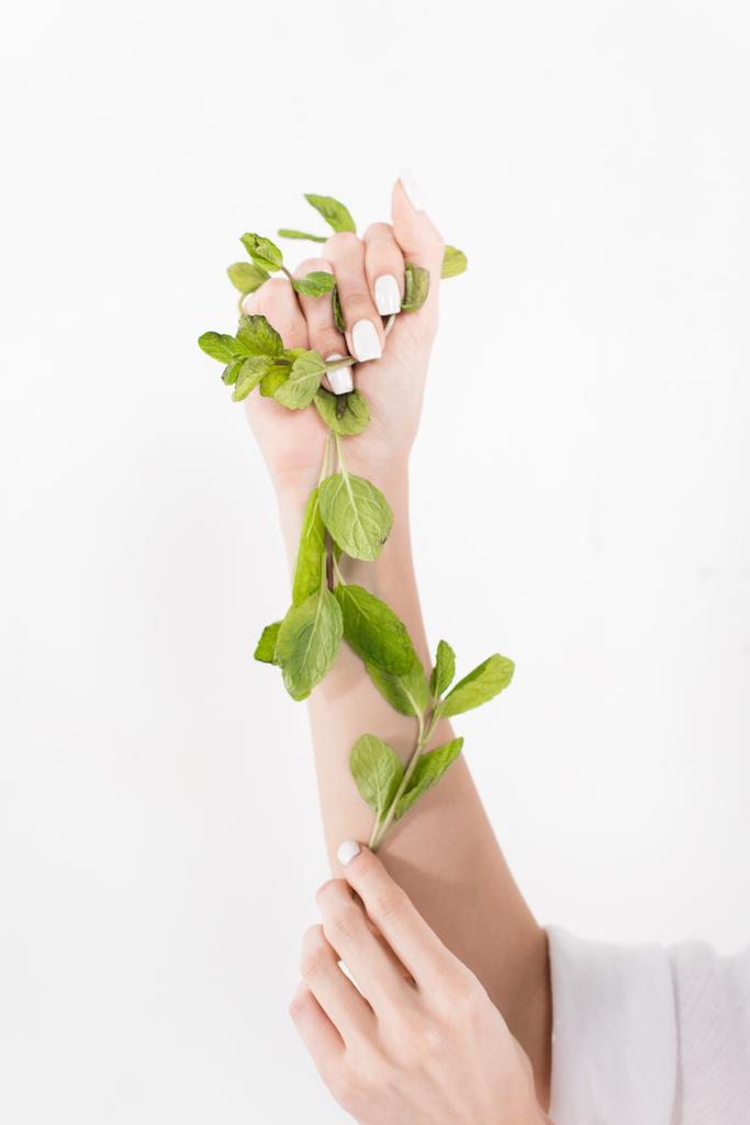 green mint leaves in hands of woman isolated on white, environmental saving concept  - Photo, Image