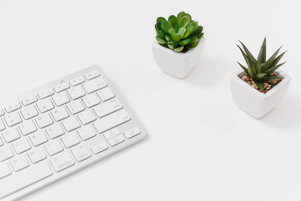 Комп'ютерна клавіатура та сукулентна квітка ізольовані на білому тлі. Вид зверху з простором для копіювання. Плоский прошарок
. - Фото, зображення