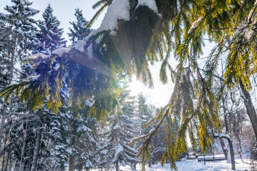 Soleil d'hiver à travers les branches de sapin couvertes de neige. Parc de sapins d'hiver
. - Photo, image