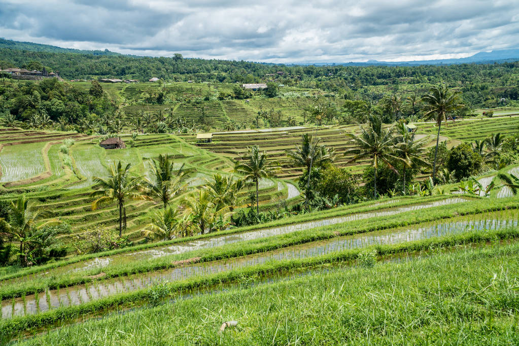 Jatiluwih arroz terraços paisagem em Bali, Indonésia. Unesco vista património mundial, Indonésia
 - Foto, Imagem