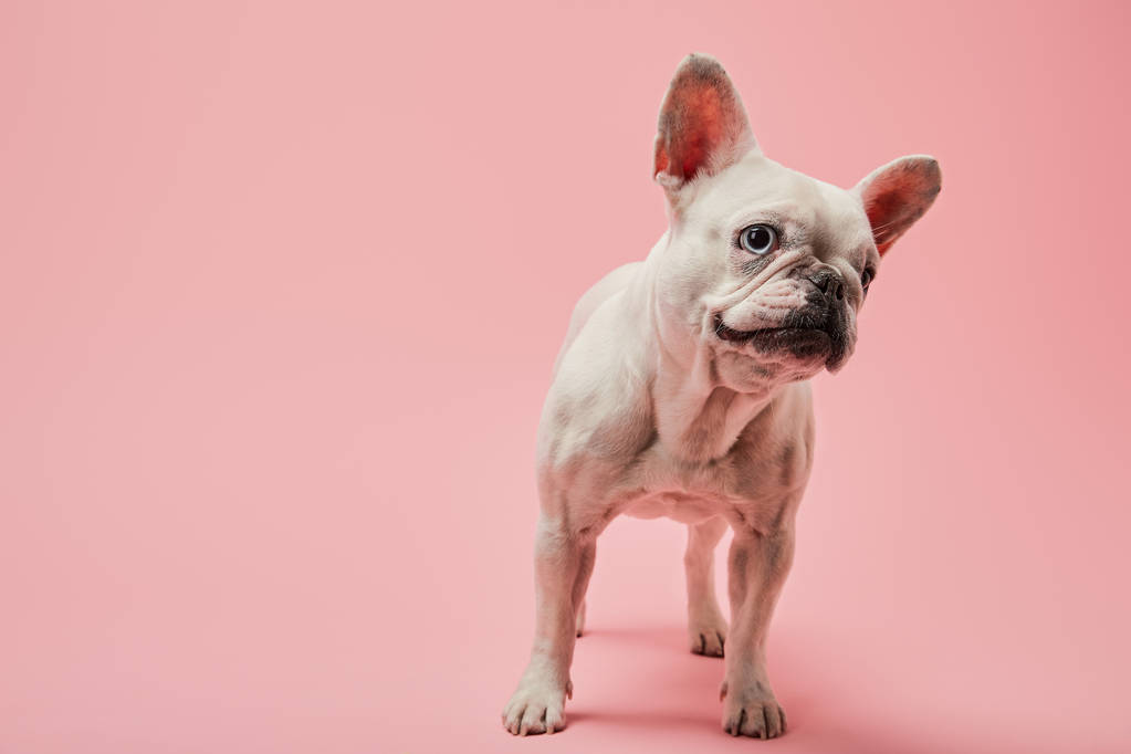 bulldog francese di colore bianco con naso scuro su sfondo rosa
 - Foto, immagini