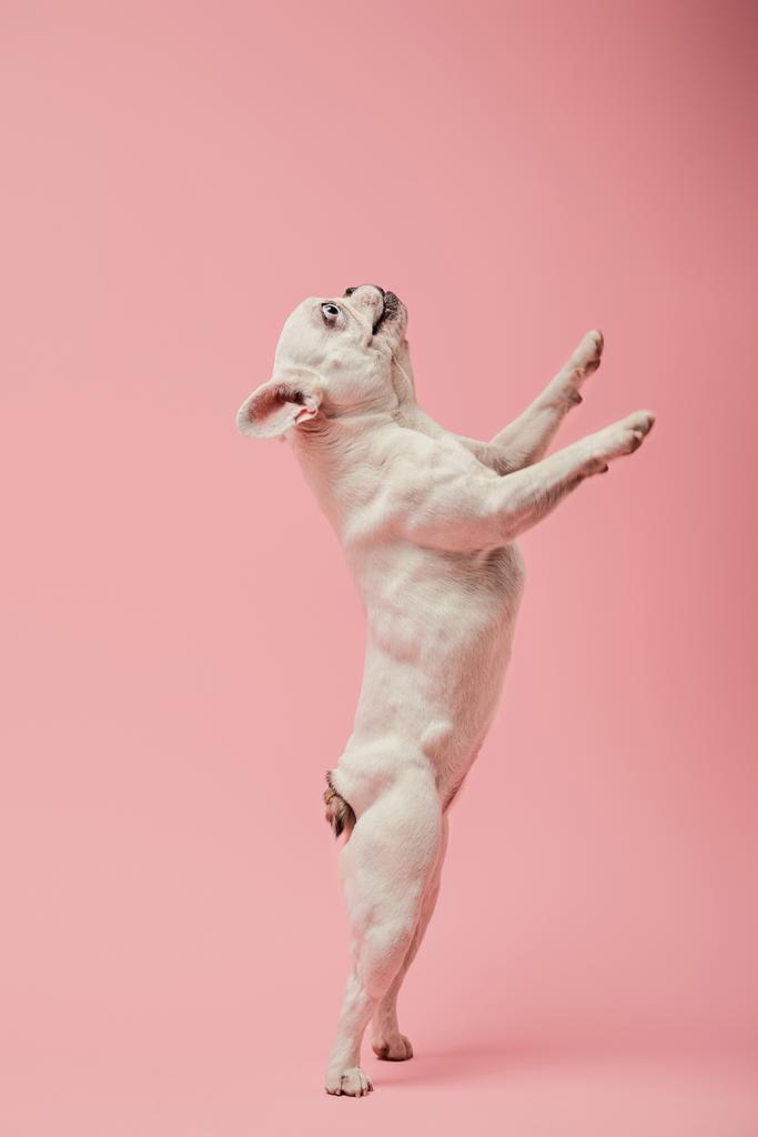 bulldog francés en patas traseras sobre fondo rosa
 - Foto, Imagen