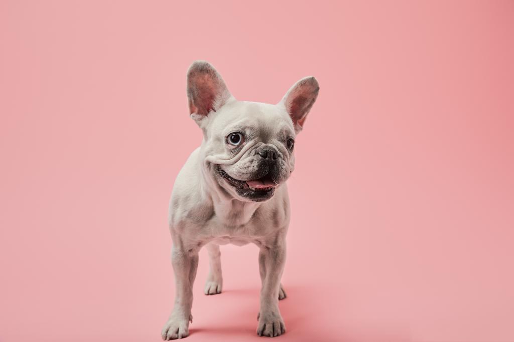 kleine französische Bulldogge auf rosa Hintergrund - Foto, Bild