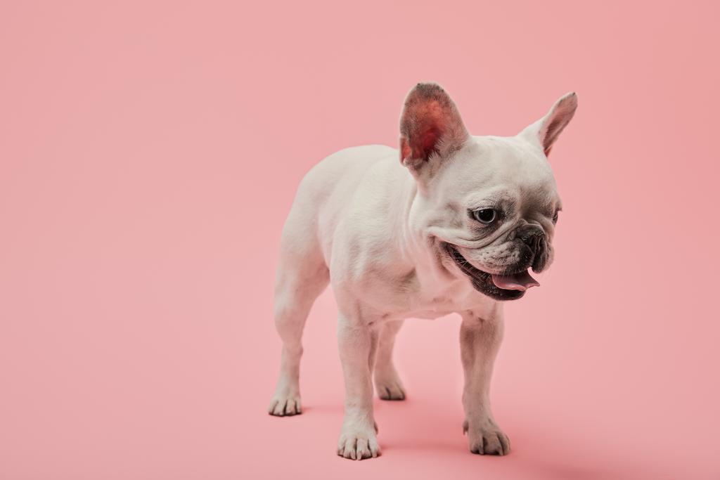 valkoinen ranskalainen bulldog tumma nouse ja suun vaaleanpunainen tausta
 - Valokuva, kuva