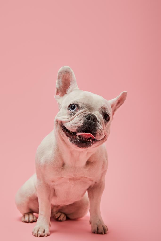 bulldog francês com boca aberta e nariz escuro no fundo rosa
 - Foto, Imagem