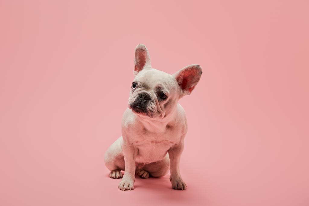 witte Franse bulldog met donkere neus op roze achtergrond - Foto, afbeelding