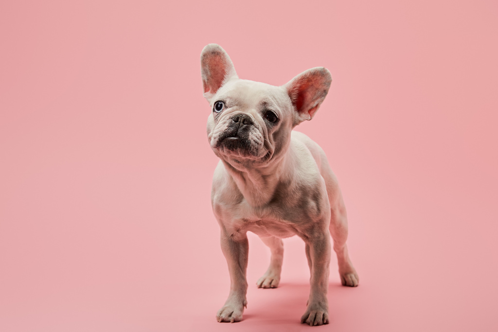 bulldog francés blanco con nariz negra sobre fondo rosa
 - Foto, Imagen