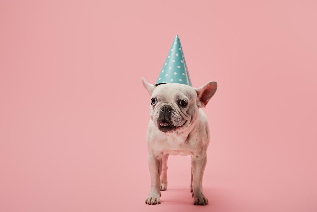 bulldog francês com nariz escuro e boné de aniversário azul no fundo rosa
 - Foto, Imagem