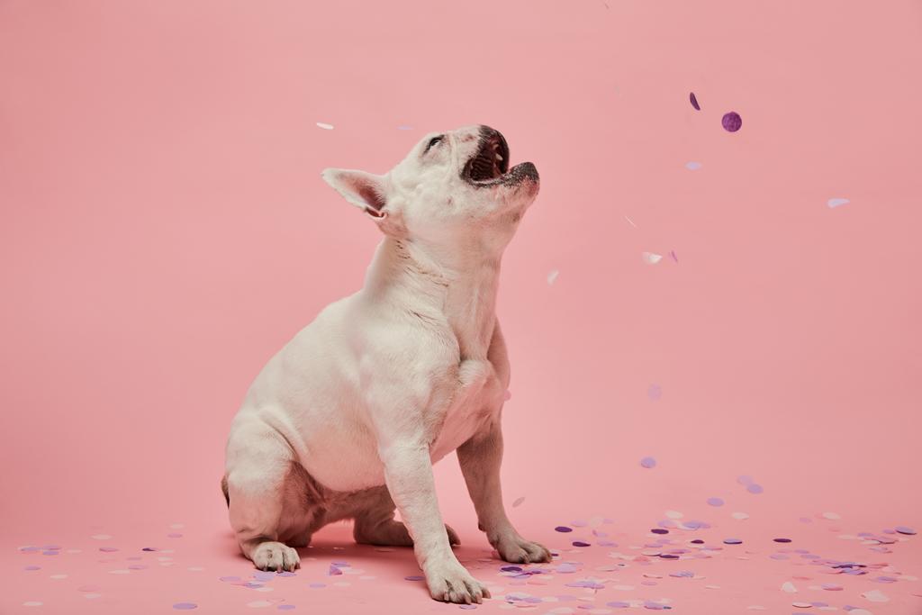 bulldog francés blanco con boca abierta sobre confeti y fondo rosa
 - Foto, imagen