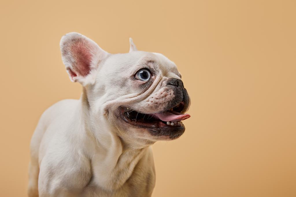 Französische Bulldogge mit dunkler Nase und Mund auf beigem Hintergrund - Foto, Bild