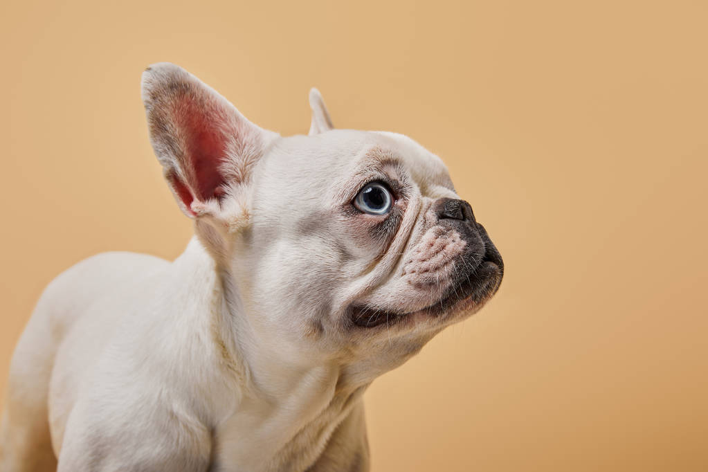 Franse bulldog met schattige snuit op beige achtergrond - Foto, afbeelding
