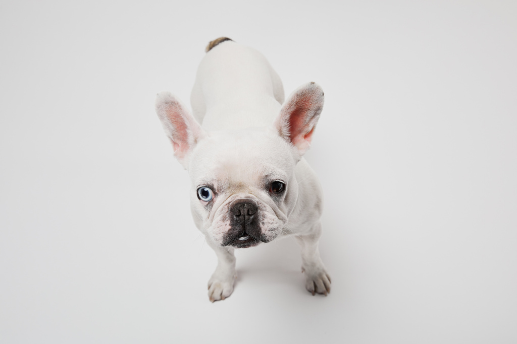 Ranskalainen bulldog tumma nenä pää ylös valkoisella taustalla
 - Valokuva, kuva