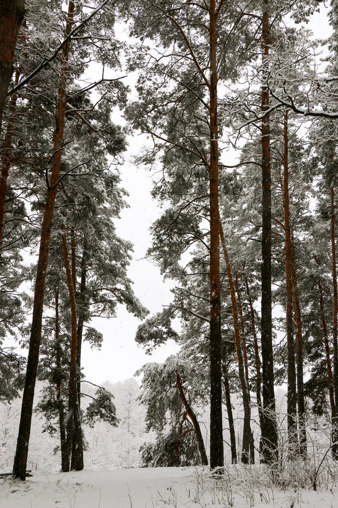 schneebedeckter Kiefernwald in der Natur bei Schneesturm. ukraine, sumy region, shostka - Foto, Bild