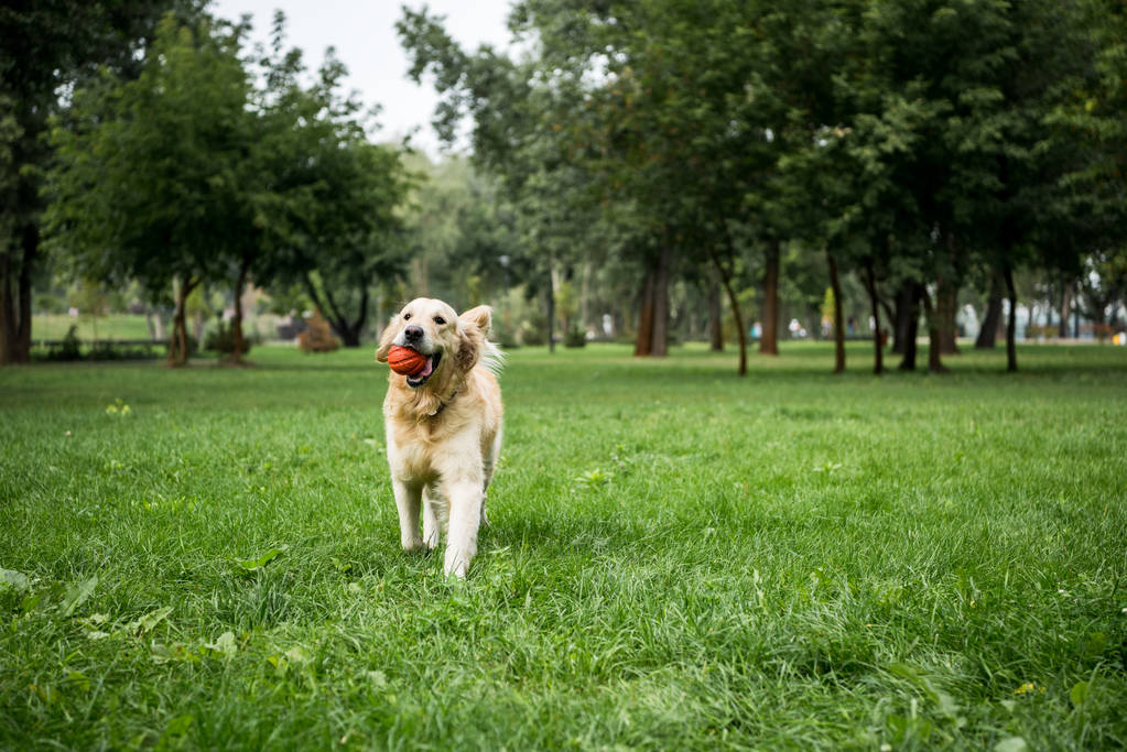 golden retriever cão brincando com bola de borracha no parque
 - Foto, Imagem