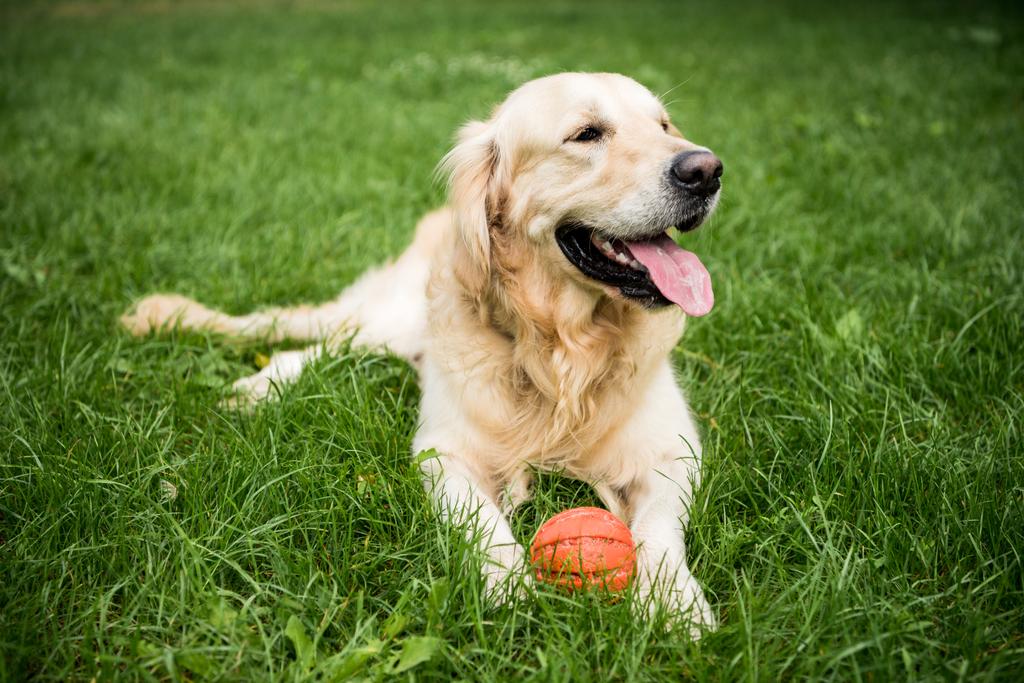 золотистая собака-ретривер лежит с резиновым мячом на зеленой лужайке
 - Фото, изображение