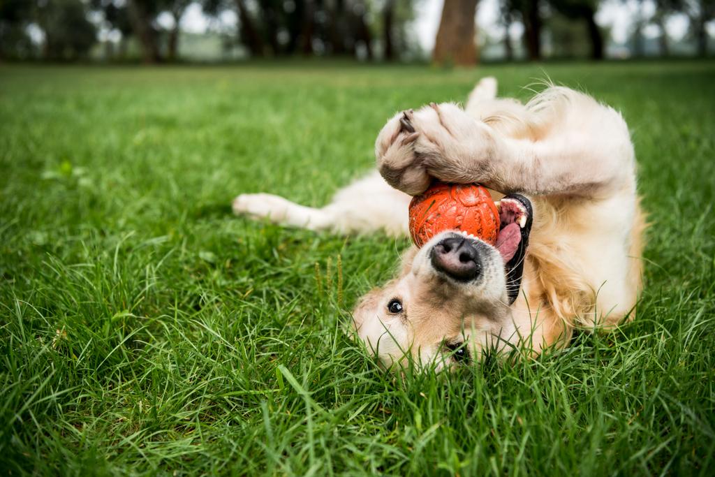 Selektiver Fokus des Golden Retriever Hundes, der mit Gummiball auf grünem Rasen spielt - Foto, Bild