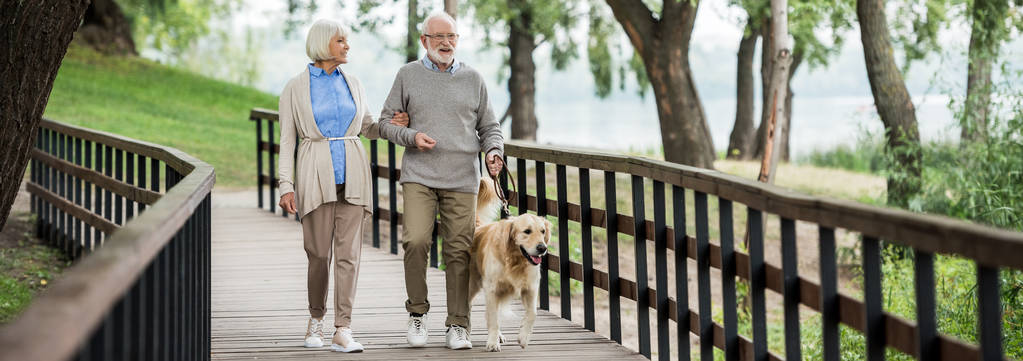 sourire couple aîné marche avec golden retriever chien dans le parc
 - Photo, image