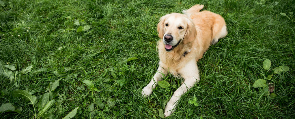 golden retriever dog resting on green lawn in park - Photo, Image