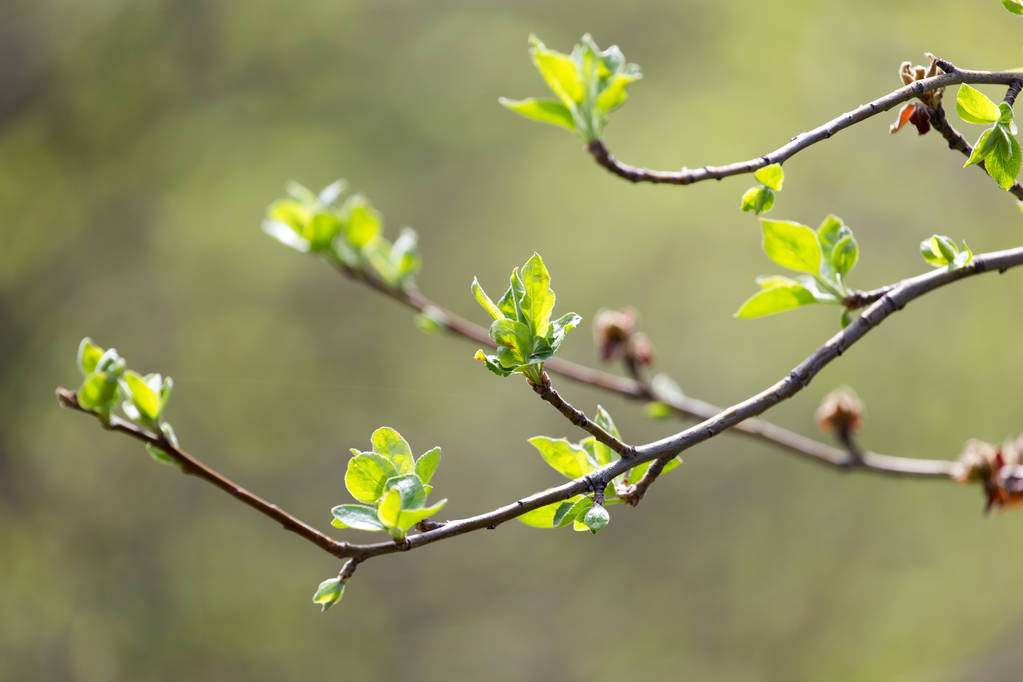 νεαρά φύλλα σε ένα κλαδί δέντρου στη φύση - Φωτογραφία, εικόνα