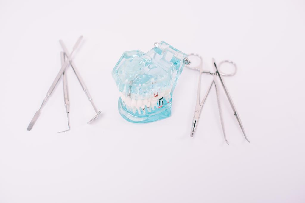 modello mascella e strumenti dentali isolati su bianco
 - Foto, immagini