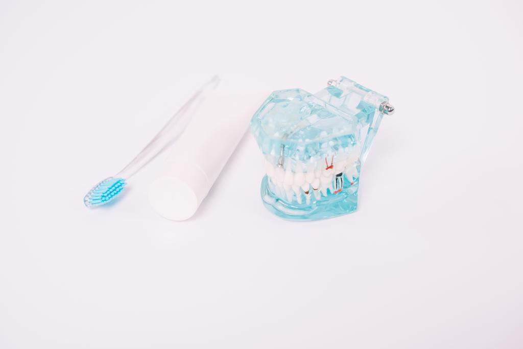 modelo de mandíbula, escova de dentes e creme dental isolado em branco
 - Foto, Imagem