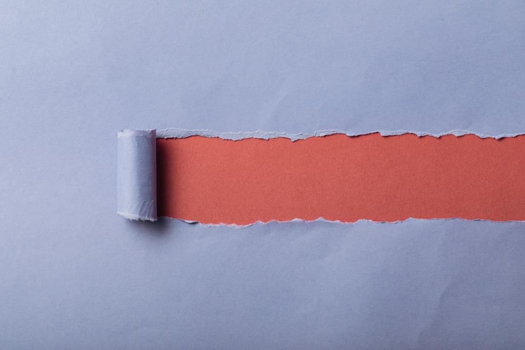 torn blue paper with rolled edge on pink background - Photo, Image