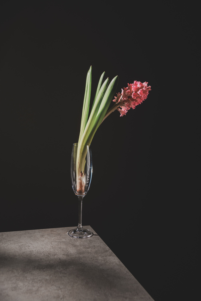 pembe sümbül çiçek şampanya cam siyah izole taş masada - Fotoğraf, Görsel