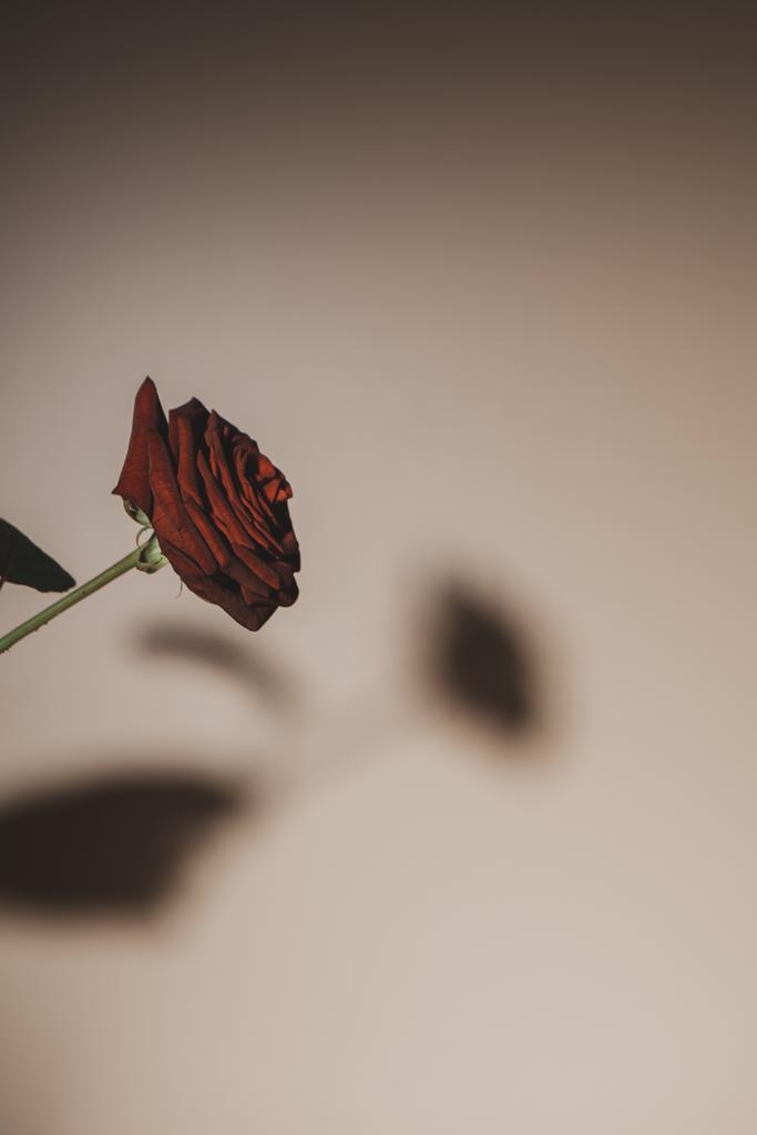 silhouette de fleur de rose rouge sur fond beige
 - Photo, image