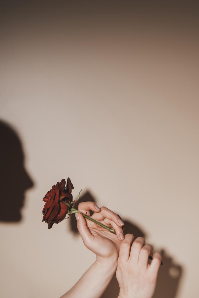 osittainen näkymä nainen tilalla punainen ruusu kukka beige tausta
 - Valokuva, kuva