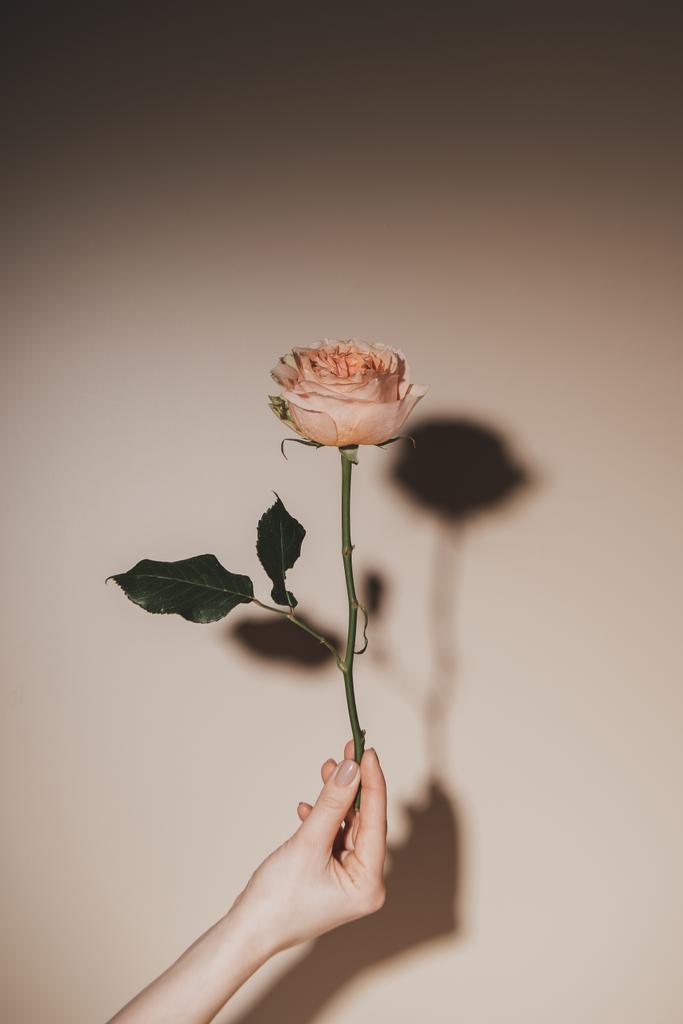 osittainen näkymä nainen tilalla vaaleanpunainen ruusu kukka beige tausta
 - Valokuva, kuva