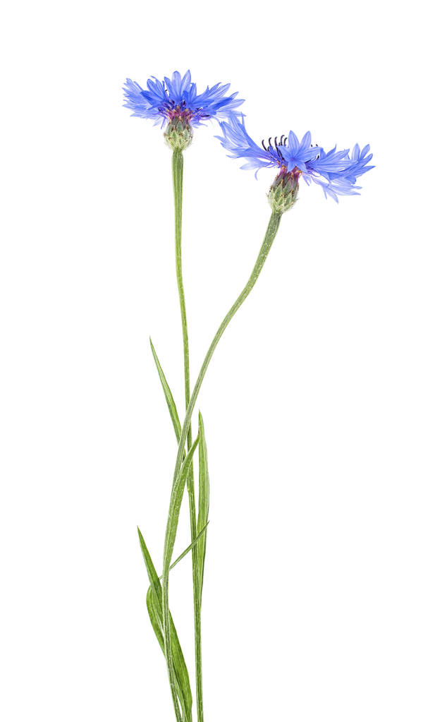 Dos flores de aciano azul sobre un fondo blanco
 - Foto, imagen