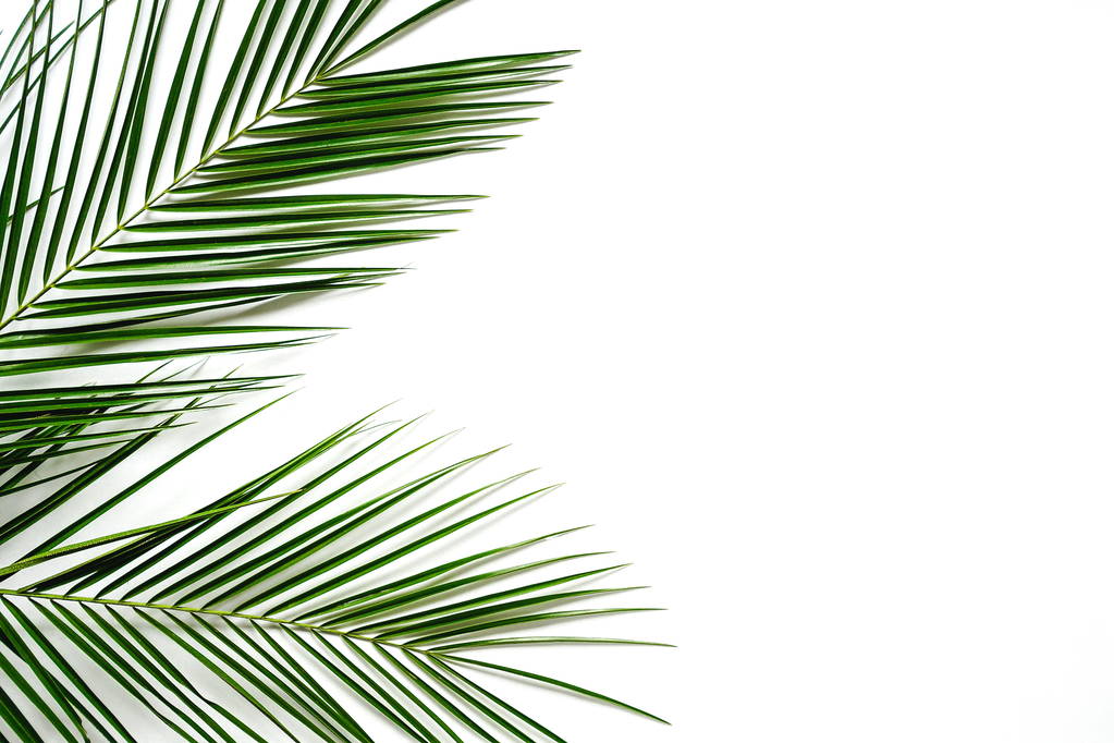 зеленые пальмы на белом фоне
 - Фото, изображение