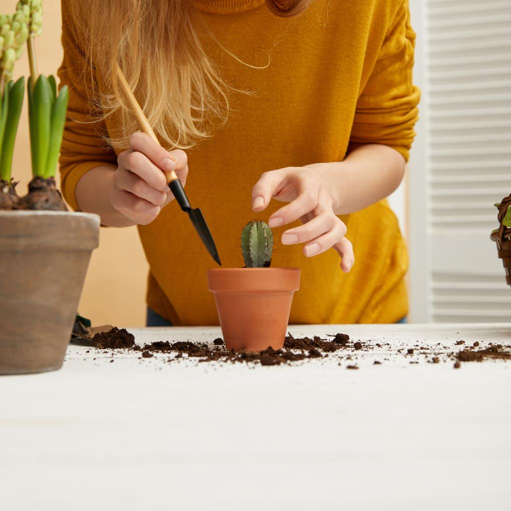 partial view of gardener in yellow sweater planting cactus in flowerpot - Photo, Image