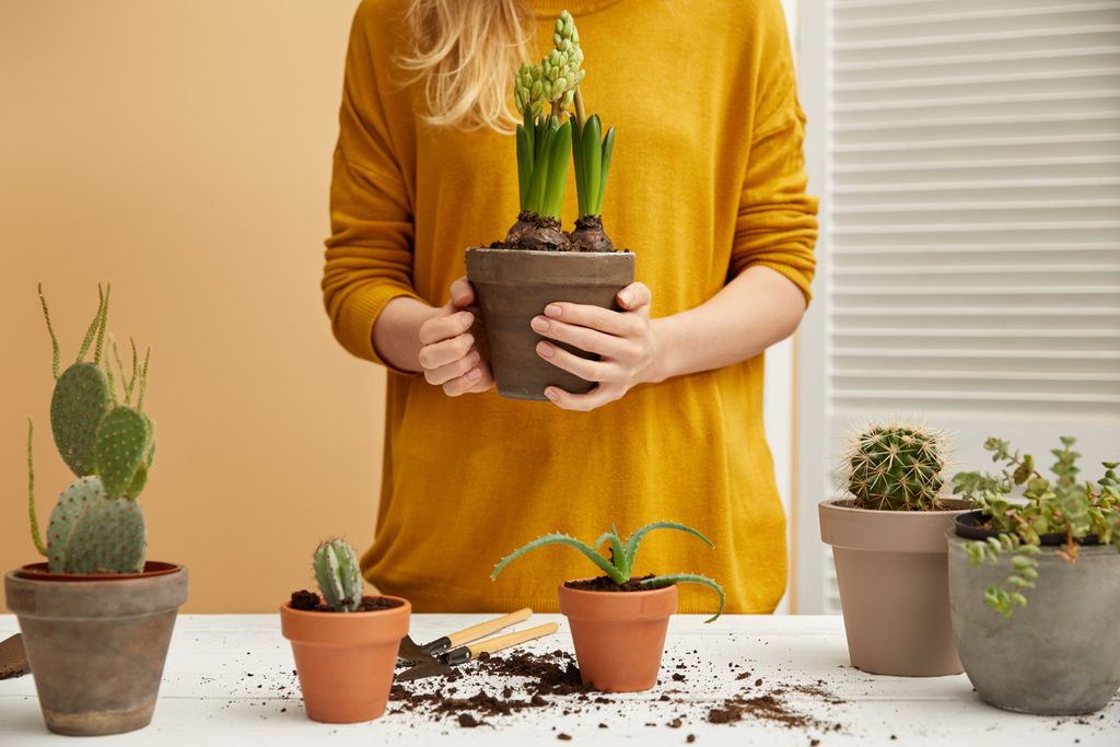 partial view of woman in yellow sweater holding hyacinth - Photo, Image