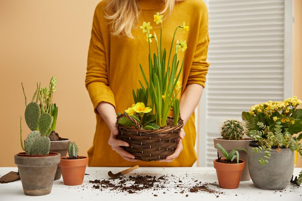 partial view of woman in sweater holding daffodils - Photo, Image